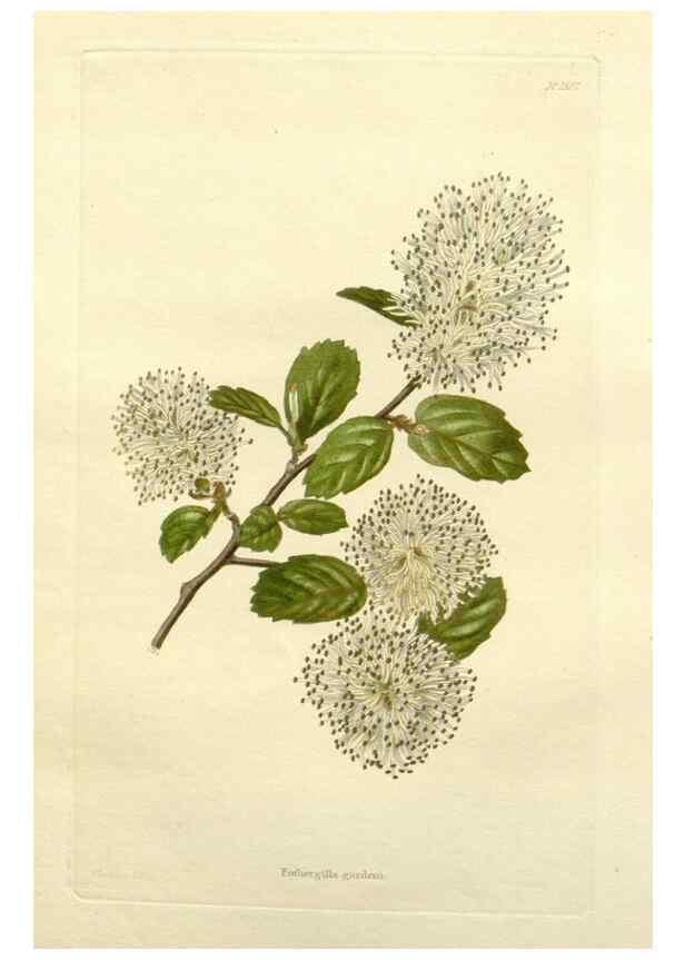 Reproducción/Reproduction 48783276421: The botanical cabinet. London :John & Arthur Arch ...,1817-1833.. 