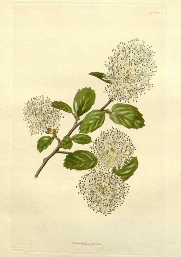 Reproducción/Reproduction 48783276421: The botanical cabinet. London :John & Arthur Arch ...,1817-1833.. 