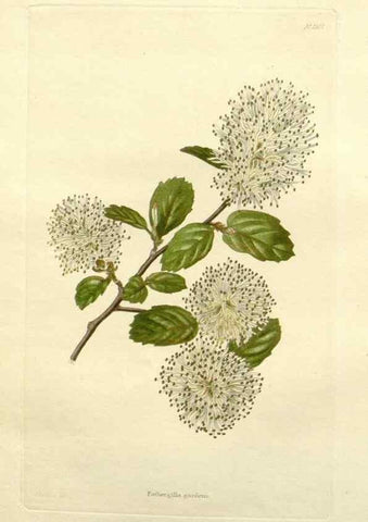 Reproducción/Reproduction 48783276421: The botanical cabinet. London :John & Arthur Arch ...,1817-1833.. 