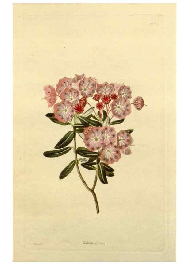 Reproducción/Reproduction 48783277231: The botanical cabinet. London :John & Arthur Arch ...,1817-1833.. 
