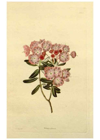 Reproducción/Reproduction 48783277231: The botanical cabinet. London :John & Arthur Arch ...,1817-1833.. 