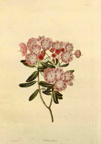 Reproducción/Reproduction 48783277231: The botanical cabinet. London :John & Arthur Arch ...,1817-1833.. 
