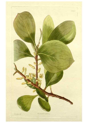 Reproducción/Reproduction 48782912718: The botanical cabinet. London :John & Arthur Arch ...,1817-1833.. 
