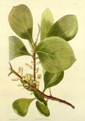 Reproducción/Reproduction 48782912718: The botanical cabinet. London :John & Arthur Arch ...,1817-1833.. 