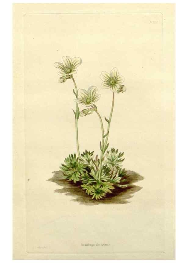 Reproducción/Reproduction 48783445202: The botanical cabinet. London :John & Arthur Arch ...,1817-1833.. 