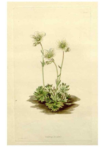 Reproducción/Reproduction 48783445202: The botanical cabinet. London :John & Arthur Arch ...,1817-1833.. 