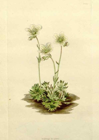 Reproducción/Reproduction 48783445202: The botanical cabinet. London :John & Arthur Arch ...,1817-1833.. 