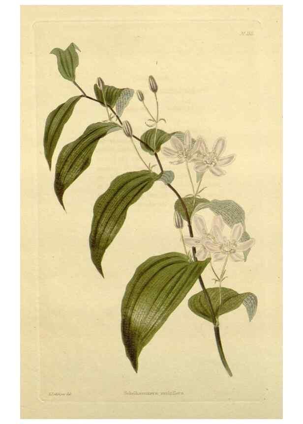 Reproducción/Reproduction 48782914238: The botanical cabinet. London :John & Arthur Arch ...,1817-1833.. 