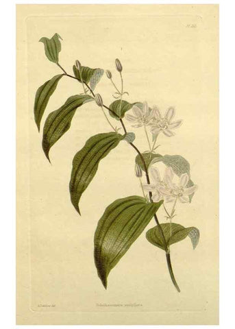 Reproducción/Reproduction 48782914238: The botanical cabinet. London :John & Arthur Arch ...,1817-1833.. 