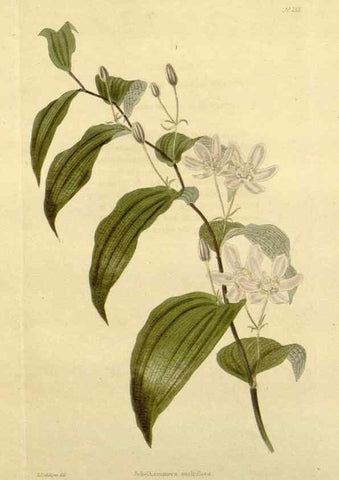 Reproducción/Reproduction 48782914238: The botanical cabinet. London :John & Arthur Arch ...,1817-1833.. 