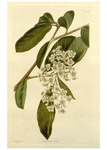 Reproducción/Reproduction 48783279851: The botanical cabinet. London :John & Arthur Arch ...,1817-1833.. 