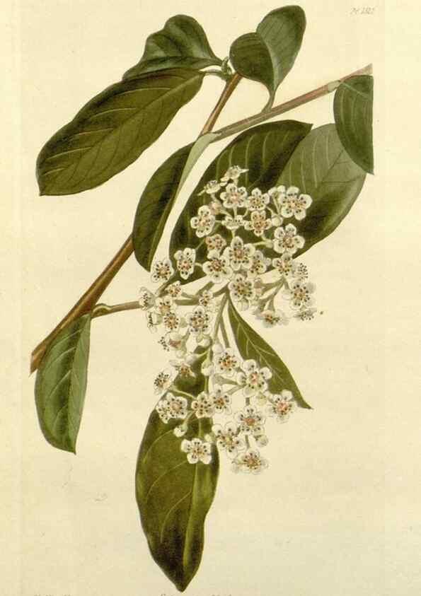 Reproducción/Reproduction 48783279851: The botanical cabinet. London :John & Arthur Arch ...,1817-1833.. 