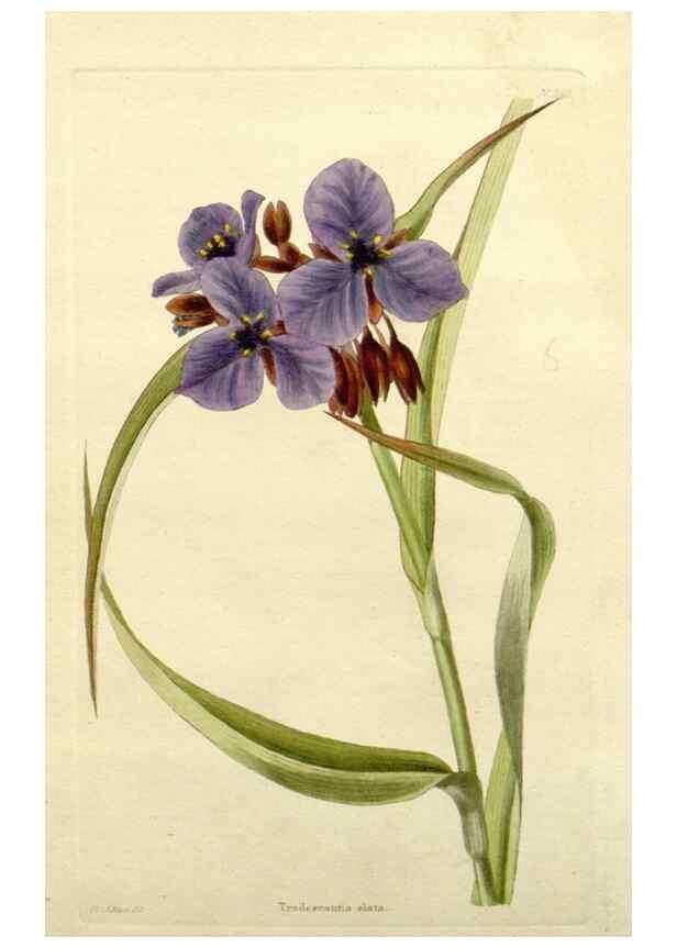 Reproducción/Reproduction 48783280356: The botanical cabinet. London :John & Arthur Arch ...,1817-1833.. 