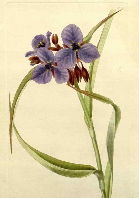 Reproducción/Reproduction 48783280356: The botanical cabinet. London :John & Arthur Arch ...,1817-1833.. 