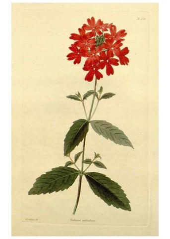 Reproducción/Reproduction 48782916013: The botanical cabinet. London :John & Arthur Arch ...,1817-1833.. 