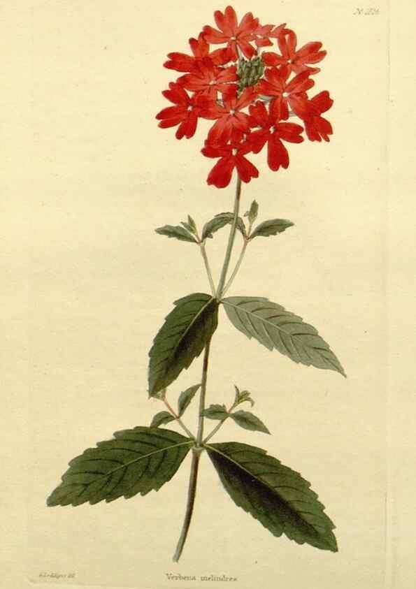 Reproducción/Reproduction 48782916013: The botanical cabinet. London :John & Arthur Arch ...,1817-1833.. 