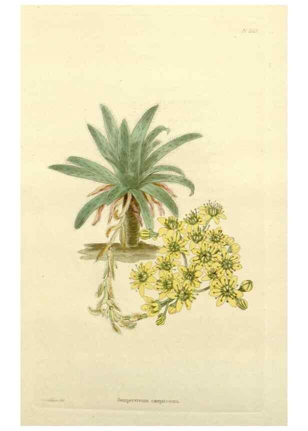 Reproducción/Reproduction 48783448462: The botanical cabinet. London :John & Arthur Arch ...,1817-1833.. 