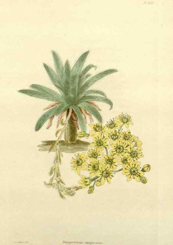 Reproducción/Reproduction 48783448462: The botanical cabinet. London :John & Arthur Arch ...,1817-1833.. 