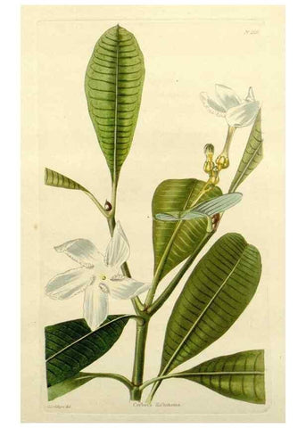 Reproducción/Reproduction 48783448932: The botanical cabinet. London :John & Arthur Arch ...,1817-1833.. 