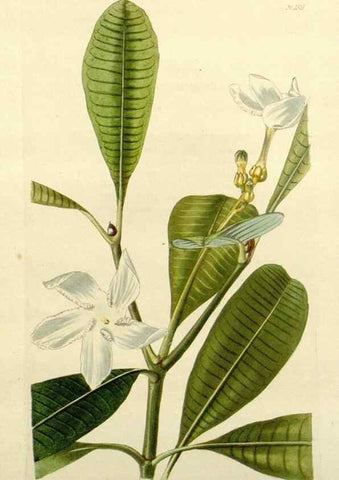 Reproducción/Reproduction 48783448932: The botanical cabinet. London :John & Arthur Arch ...,1817-1833.. 