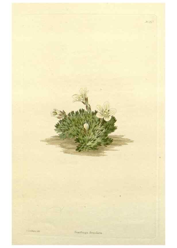 Reproducción/Reproduction 48782917613: The botanical cabinet. London :John & Arthur Arch ...,1817-1833.. 