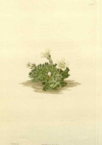 Reproducción/Reproduction 48782917613: The botanical cabinet. London :John & Arthur Arch ...,1817-1833.. 