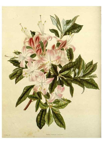 Reproducción/Reproduction 48783450152: The botanical cabinet. London :John & Arthur Arch ...,1817-1833.. 