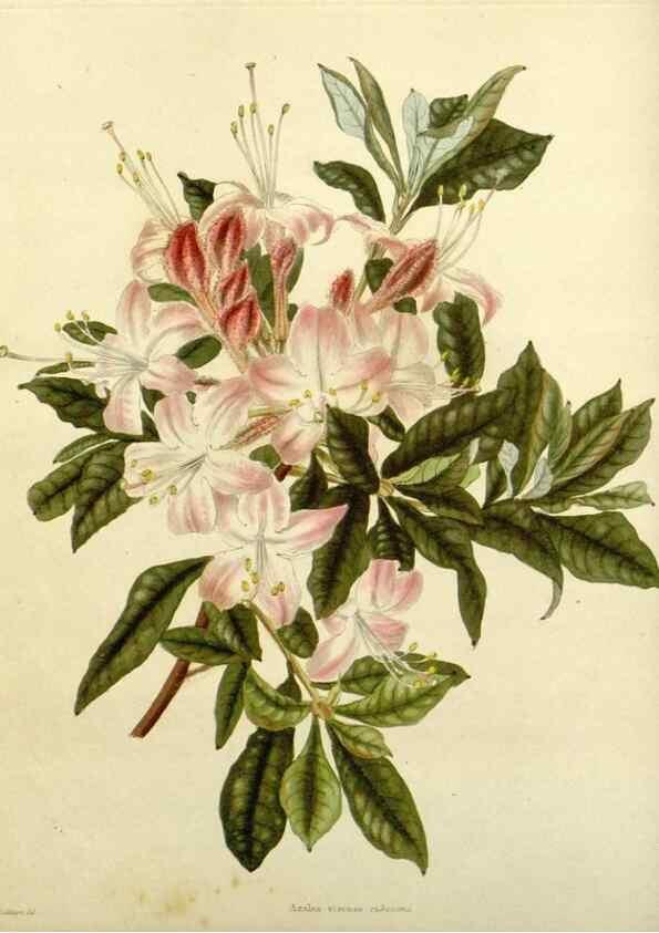 Reproducción/Reproduction 48783450152: The botanical cabinet. London :John & Arthur Arch ...,1817-1833.. 