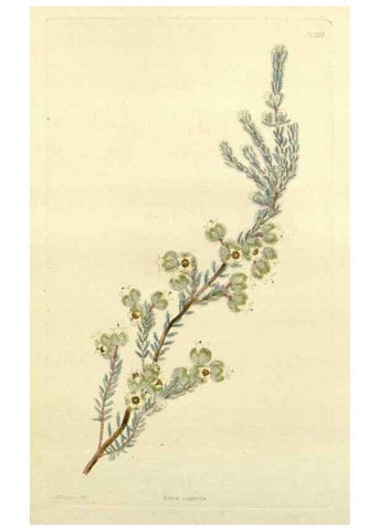 Reproducción/Reproduction 48782918568: The botanical cabinet. London :John & Arthur Arch ...,1817-1833.. 