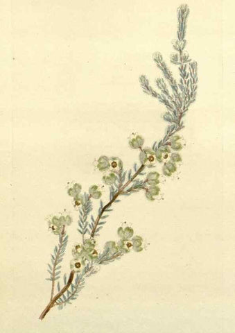 Reproducción/Reproduction 48782918568: The botanical cabinet. London :John & Arthur Arch ...,1817-1833.. 