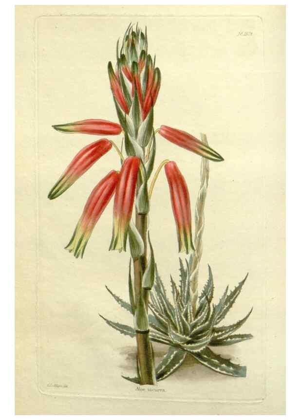 Reproducción/Reproduction 48783440527: The botanical cabinet. London :John & Arthur Arch ...,1817-1833.. 
