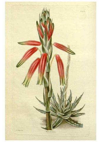 Reproducción/Reproduction 48783440527: The botanical cabinet. London :John & Arthur Arch ...,1817-1833.. 