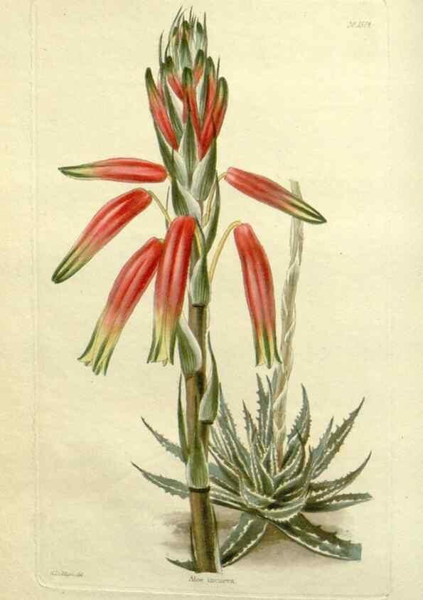 Reproducción/Reproduction 48783440527: The botanical cabinet. London :John & Arthur Arch ...,1817-1833.. 