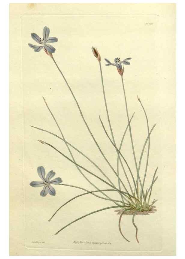 Reproducción/Reproduction 48783440172: The botanical cabinet. London :John & Arthur Arch ...,1817-1833.. 