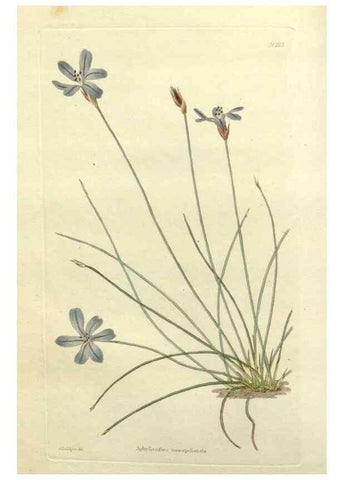 Reproducción/Reproduction 48783440172: The botanical cabinet. London :John & Arthur Arch ...,1817-1833.. 