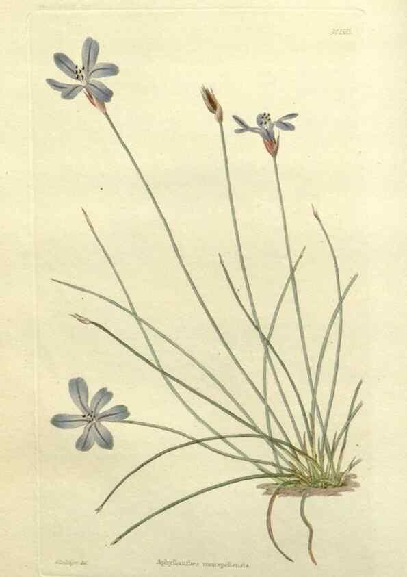 Reproducción/Reproduction 48783440172: The botanical cabinet. London :John & Arthur Arch ...,1817-1833.. 