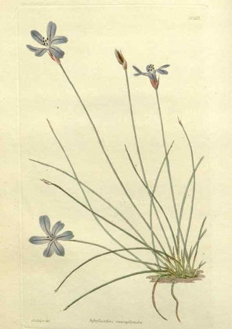 Reproducción/Reproduction 48783440172: The botanical cabinet. London :John & Arthur Arch ...,1817-1833.. 