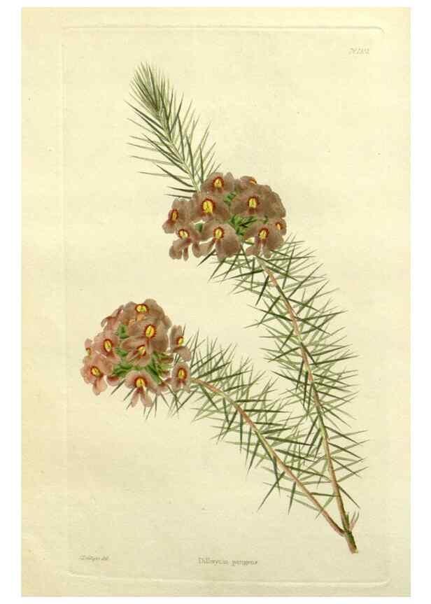 Reproducción/Reproduction 48782907443: The botanical cabinet. London :John & Arthur Arch ...,1817-1833.. 