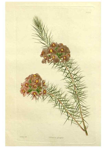 Reproducción/Reproduction 48782907443: The botanical cabinet. London :John & Arthur Arch ...,1817-1833.. 