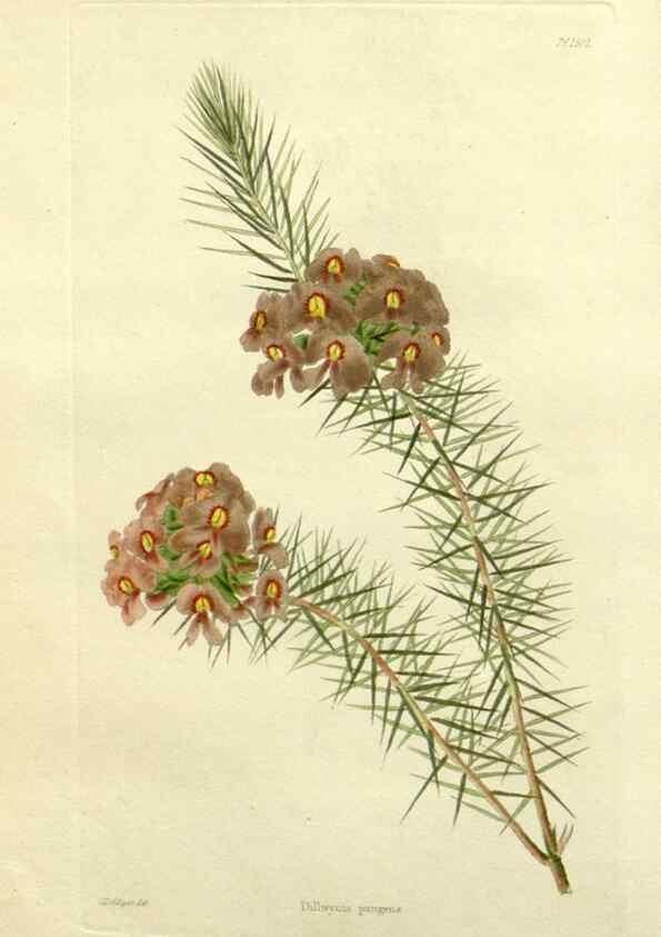 Reproducción/Reproduction 48782907443: The botanical cabinet. London :John & Arthur Arch ...,1817-1833.. 