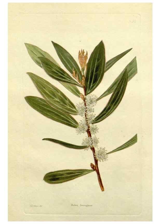 Reproducción/Reproduction 48783271706: The botanical cabinet. London :John & Arthur Arch ...,1817-1833.. 