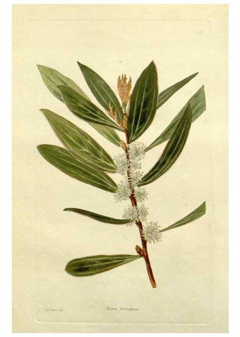 Reproducción/Reproduction 48783271706: The botanical cabinet. London :John & Arthur Arch ...,1817-1833.. 