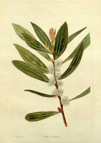 Reproducción/Reproduction 48783271706: The botanical cabinet. London :John & Arthur Arch ...,1817-1833.. 