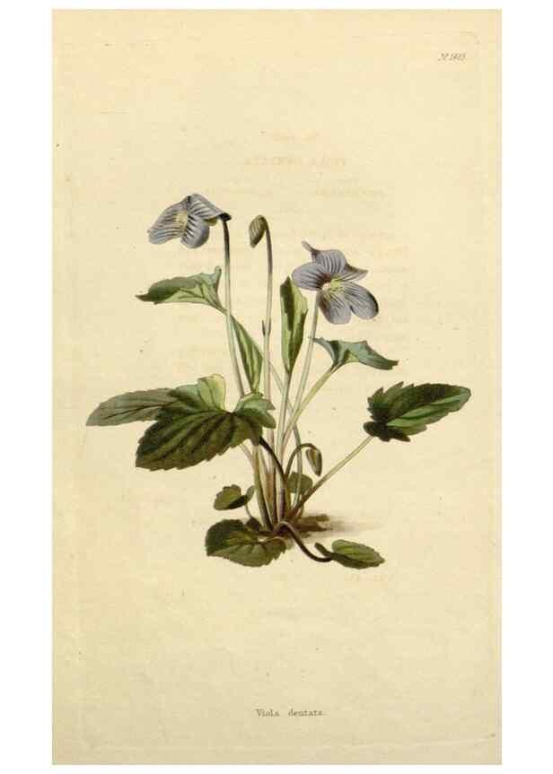 Reproducción/Reproduction 48782847448: The botanical cabinet. London :John & Arthur Arch ...,1817-1833.. 