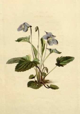 Reproducción/Reproduction 48782847448: The botanical cabinet. London :John & Arthur Arch ...,1817-1833.. 
