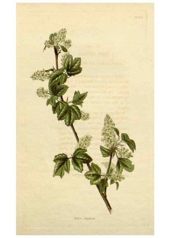 Reproducción/Reproduction 48783214066: The botanical cabinet. London :John & Arthur Arch ...,1817-1833.. 