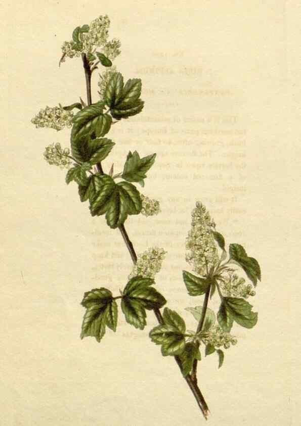 Reproducción/Reproduction 48783214066: The botanical cabinet. London :John & Arthur Arch ...,1817-1833.. 