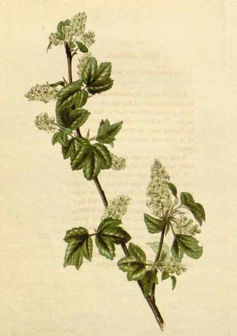Reproducción/Reproduction 48783214066: The botanical cabinet. London :John & Arthur Arch ...,1817-1833.. 