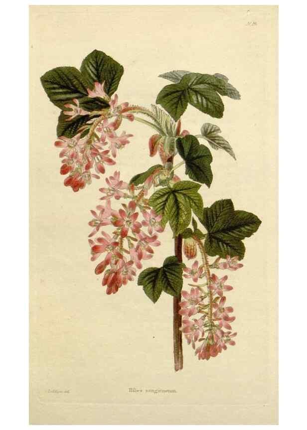 Reproducción/Reproduction 48782848523: The botanical cabinet. London :John & Arthur Arch ...,1817-1833.. 