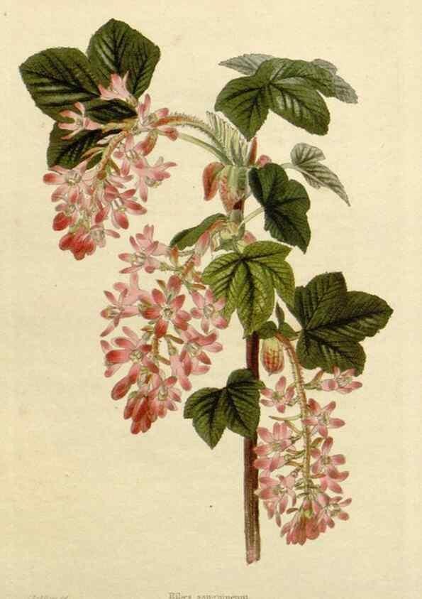 Reproducción/Reproduction 48782848523: The botanical cabinet. London :John & Arthur Arch ...,1817-1833.. 